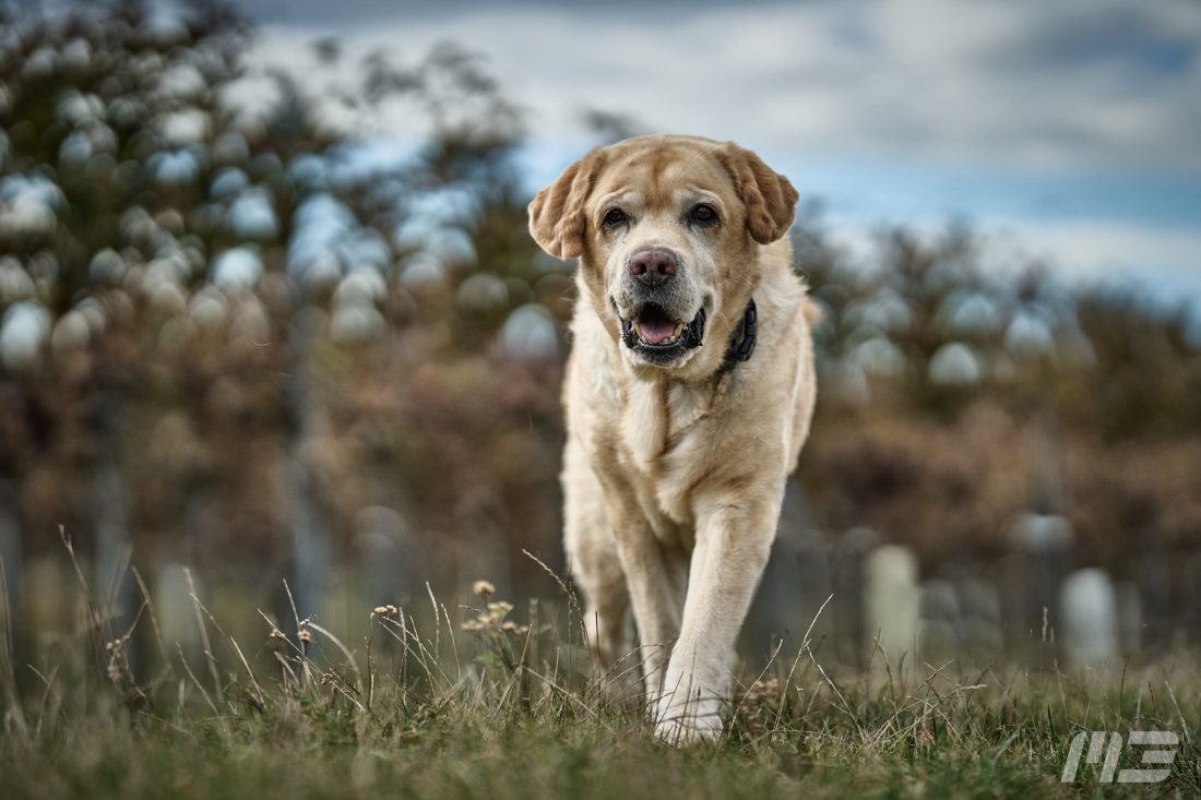 Ben der Labrador von Martin Bihounek Photography. Hundeportrait